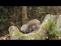 videos for cats to watch birds and squirrels on the forest log