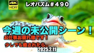 今週の未公開シーン！2025.2.11【レオパ専用チャンネル！】〜レオパズム  by  SHIGE〜No.490