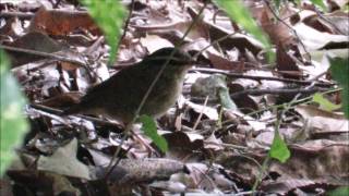 ヤブからヤブを飛び回るヤブサメ－大阪城公園－2016 08 28