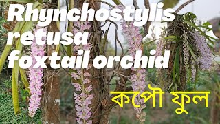 FOXTAIL ORCHID FLOWER#RHYNCHOSTYLIS RETUSA#কপৌ ফুল