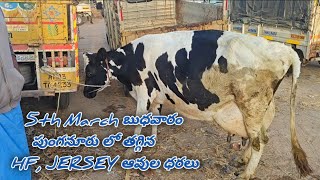 Best Hf, Jersey Cow Market in Punganur /Chittoor district/ /5th March 2025/