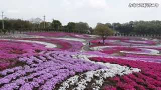 みさと芝桜まつり~春の花咲＜ドイツ村と宿場町の八重桜＞2013.04.26