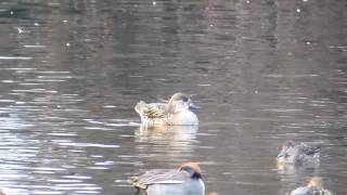 野鳥ムービーNo63　トモエガモ♀