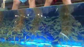 Fish Therapy (Spa Fish) in Chiangmai สปาปลาบำบัด