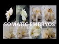 Coconut Somatic Embryogenesis Technology