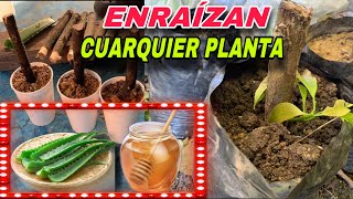 Cómo Hacer El Mejor Enraizante Natural/enraíza cualquier planta