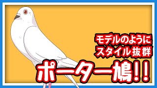 【羽鳥ぽぽぽ】鑑賞鳩のポーター鳩について！【第188羽】