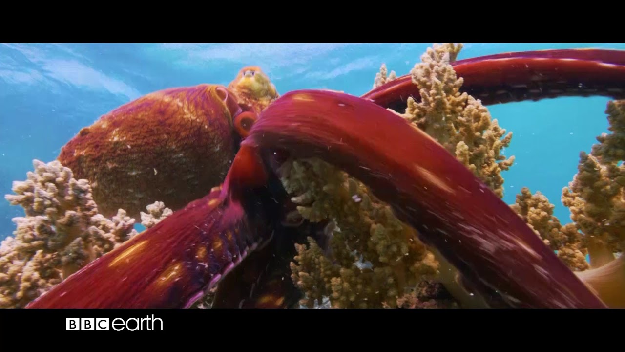 Blue Planet II Trailer On BBC Earth - DStv - YouTube