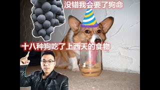 这些十八种食物狗狗吃了立马上西天，养猫狗的平阳一定得看