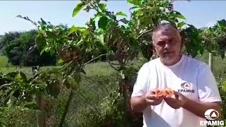 O Cultivo do Tomate de Árvore (ou Tamarillo)