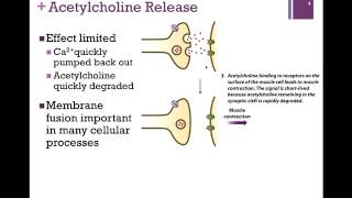 065-Acetylcholine Release \u0026 Membrane Fusion