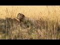 1 adult male attacked 3 young males lion warfare epic battle