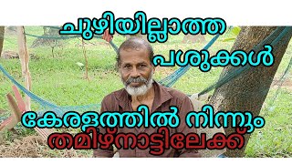 ചുഴിയില്ലാത്ത പശുക്കൾ കേരളത്തിൽ നിന്നും തമിഴ്നാട്ടിലേക്ക്  / farming/miyafarm kichan vlog