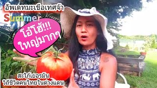 Thai girls in Germany Summer tomato update See the rural atmosphere in the garden.