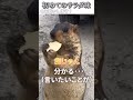 動物のおもしろ動画にツッコミどころ満載なアフレコしてみた＃225【マーモット】【ハプニング映像】 shorts　 アフレコ 面白動画