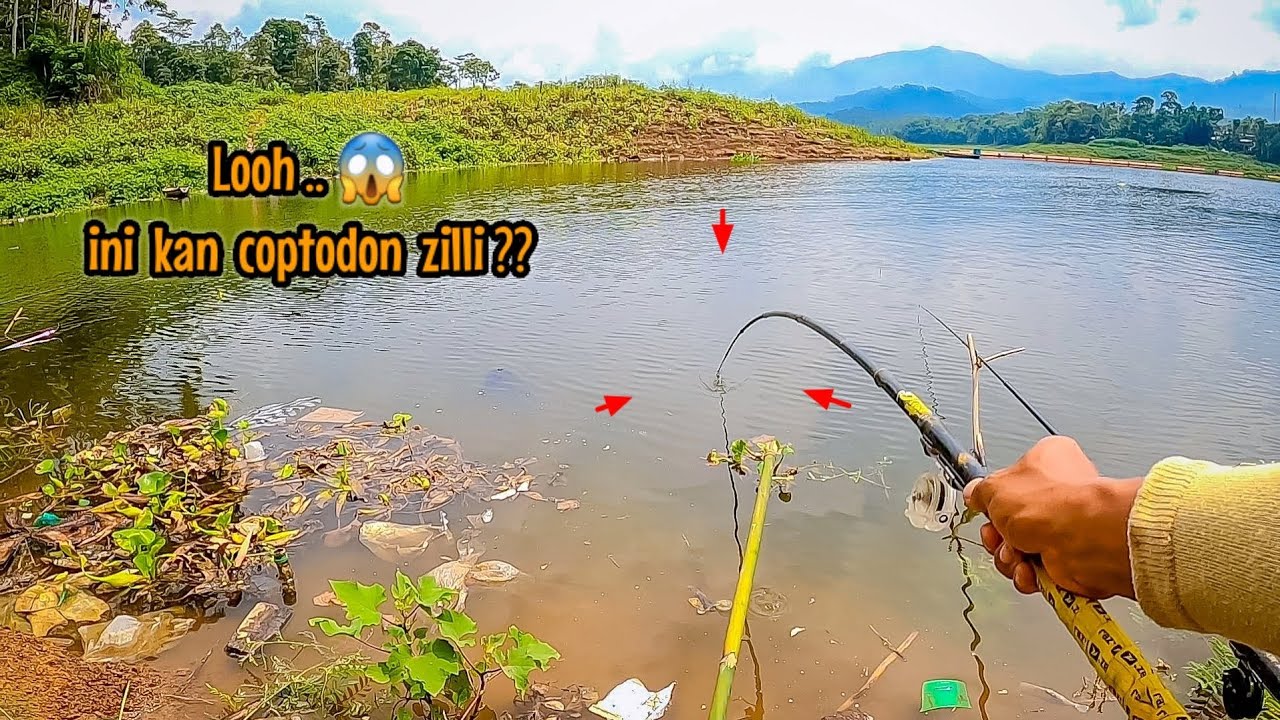 BENARKAH IKAN INI DILARANG DI PERAIRAN BEBAS INDONESIA | Mancing Nila ...