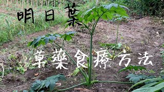 農夫機緣下帶回一棵草藥「明日葉」～求食療正確方法？？