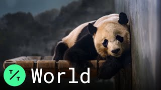 Smithsonian National Zoo Beloved Panda Bei Bei Back to China