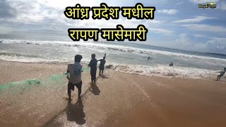 रापण मासे मारी मध्ये मिळालेले मासे🐟Rapan fishing @royaldadus #fishing #konkan