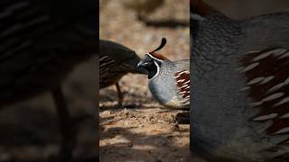 Listen To These Adorable Gambel's Quail Sounds as they Search for Food!