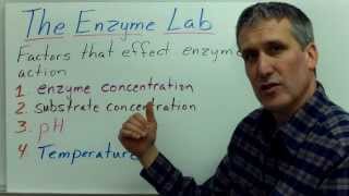 The enzyme lab lecture