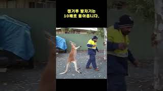 Man beaten by kangaroo❗ 😅🦘 #shorts #animal