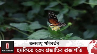 চরম খাদ্য সংকটে অচিরেই বিলুপ্ত হতে পারে বৈচিত্র্যপূর্ণ এই পতঙ্গটি | Butterfly | Independent TV