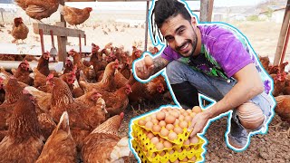 ASI ES TRABAJAR RECOLECTANDO HUEVOS DE GALLINA!