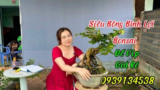 15/2🌼Siêu Bông Bình Lợi,Bonsai,Đế Vip👀Giá Rẻ☎️0939134538🍀Trang