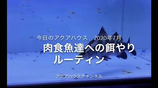 肉食魚達に鯉やエビをあげる餌やりルーティン。ガツガツ食べます‼️