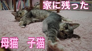 子猫が巣立った後の、母猫兄妹猫達の様子。左手のない野良猫のキセキ。新しい居候猫ハナちゃんも仲間に笑。飼い猫飼い犬が９匹に　#保護猫 #cat  #こねこ #kitten