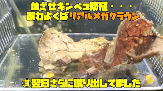 めざせキンペコ繁殖・・・あわよくばリアルメガクラウン　③翌日さらに蹴り出してました