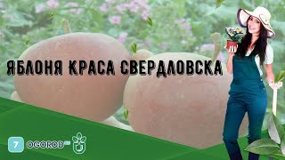 Яблоня Краса Свердловска