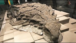 Este Dinosaurio Estaba Literalmente Vivo Hace Una Semana  Dinosaurio Encontrado En Perfecto Estado