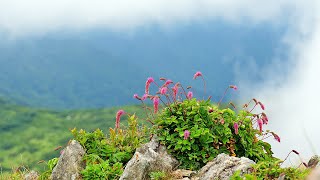 한국의 야생화 - 산오이풀(Sanguisorba hakusanensis)