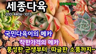 국민다육이  착한가격의 메카 🌸세종다육 010-4406-1013 🌺 풍성한 군생부터 따끌한 소품까지   알뜰 쇼핑!!🤗