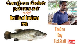 Koduva meen nanmaigal ||Benefits of sea bass fish #Theonedayfishstall