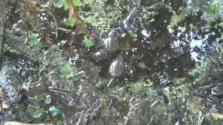 Snapping Turtle Hatching