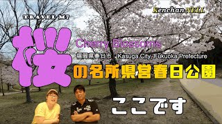 桜開花　桜の名所　福岡県営春日公園　花見　Japanese cherry blossoms 2021