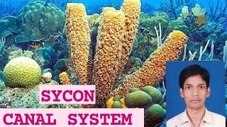 SYCON structure (CANAL SYSTEM IN PORIFERA) For BSc MSc assistant professor TGT PGT \u0026 kvs nvs