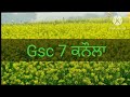 ਸਰੋਂ ਦੀ ਖੇਤੀ how to cultivate mustard mustard farming