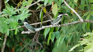 Amazon Kingfisher (Chloroceryle amazona) - Reserva Comunal Amarakaeri (Peru) 2-10-2019