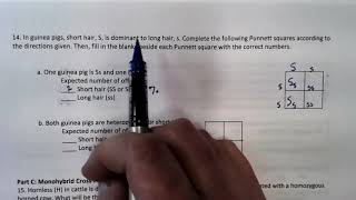 Punnett Square - Worksheet