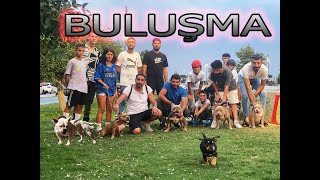 EXOTİC EGZOTİK BULLY BULLY BULUŞMASI MAŞALLAH BİBLO GİBİ KÖPEKLER