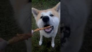 【秋田犬のテツ】ゆっくりおやつ食べれたね☺️#秋田犬 #秋田 #大館