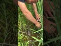 Outdoor eel fishing. The eel king in the rice field almost flipped the car over. Real outdoor co