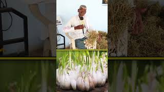 వెల్లుల్లి ఇలా పండిస్తే మంచి లాభాలు #farming #garlic #raitunestham