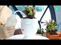 how to save your winter damaged succulents succulent winter care guide