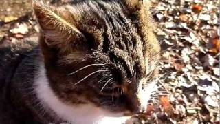 20111205今日の猫：サバトラ.MPG