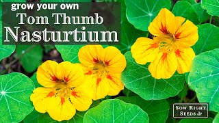 Sow Right Seeds | Tom Thumb Mix Nasturtium